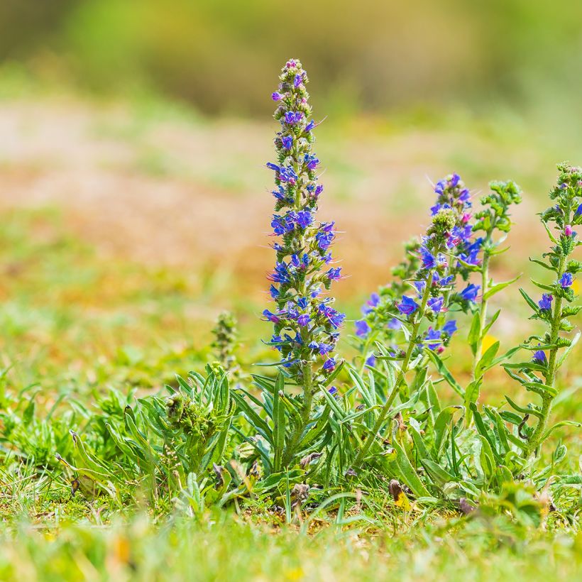 Echium vulgare (Port)