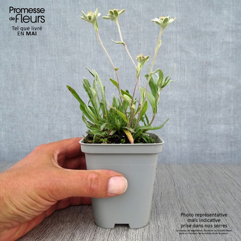 Spécimen de Edelweiss des Alpes, Leontopodium alpinum en godet de 9 cm tel que livré au printemps
