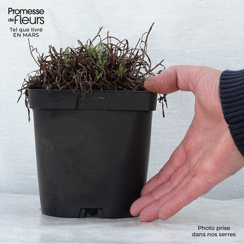 Spécimen de Edelweiss des Alpes, Leontopodium alpinum en pot de 2/3L tel que livré au printemps