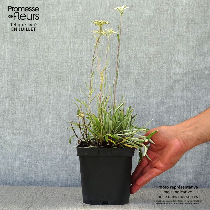 Spécimen de Edelweiss des Alpes, Leontopodium alpinum Pot de 2L/3L tel que livré en été