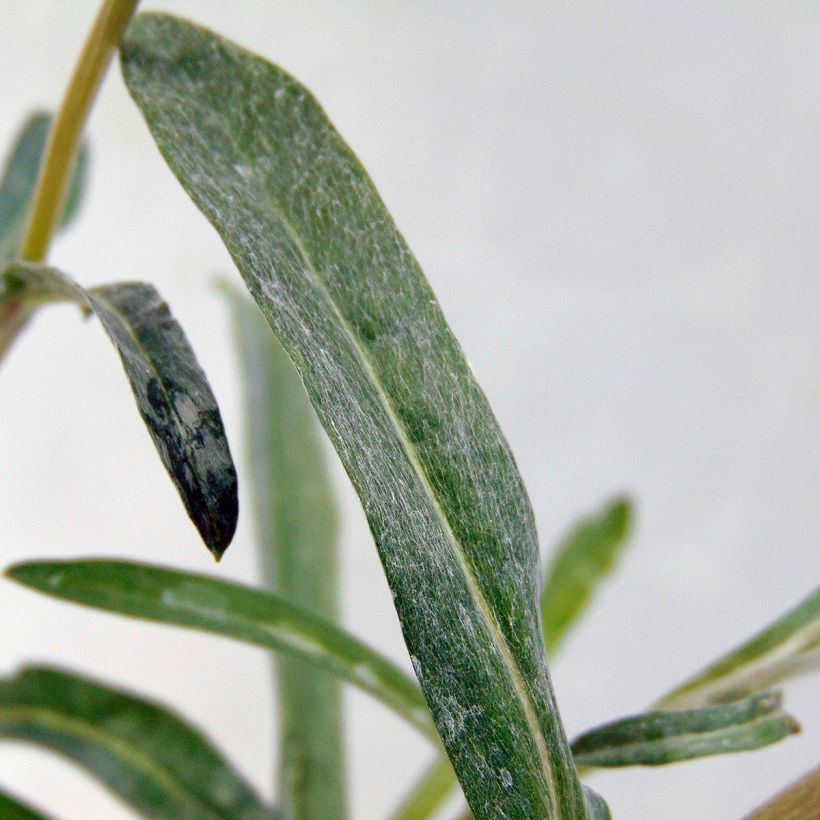 Edelweiss des Alpes, Leontopodium alpinum (Feuillage)