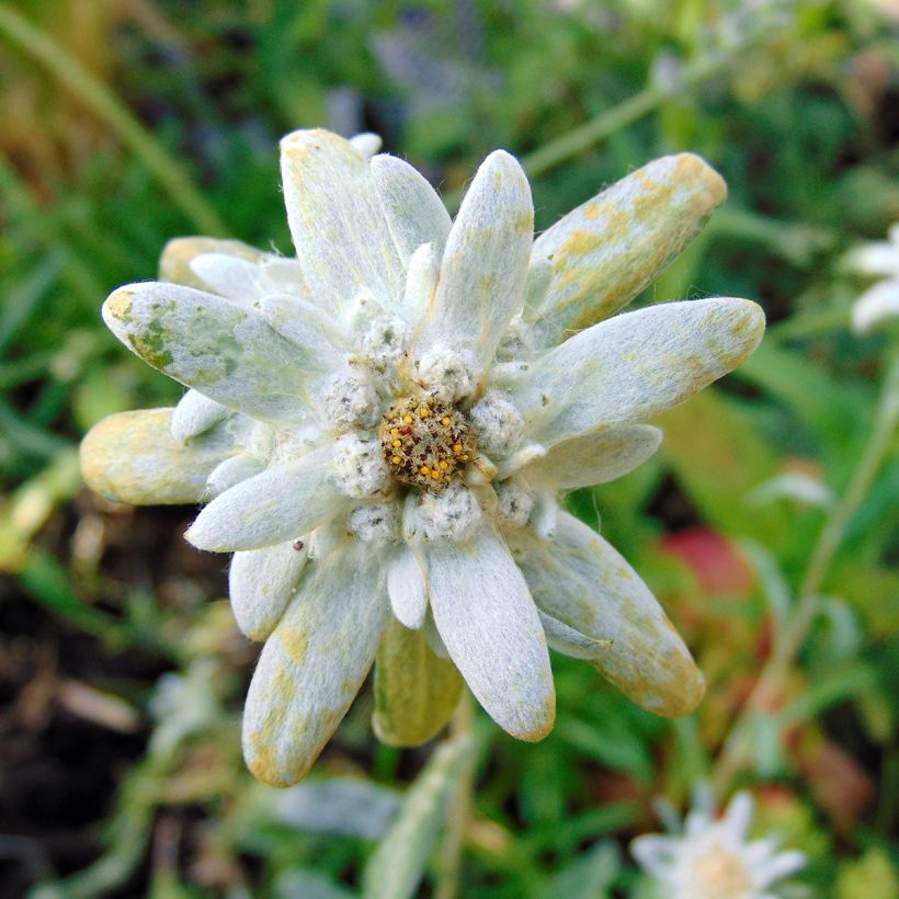 Edelweiss des Alpes, Leontopodium alpinum (Floraison)