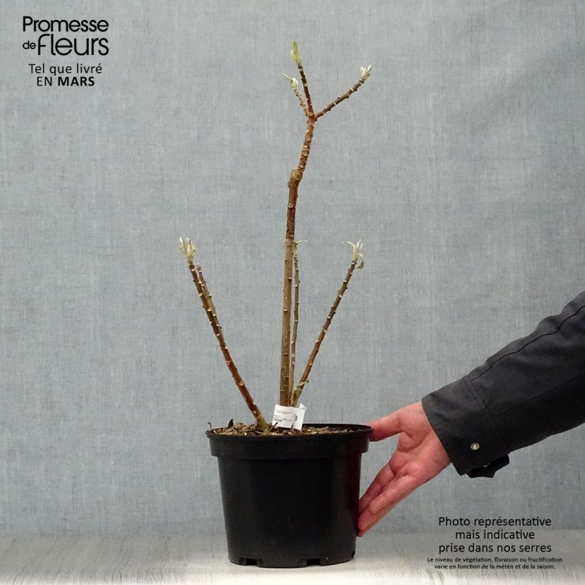 Spécimen de Edgeworthia chrysantha - Buisson à papier - Pot de 3/4L tel que livré au printemps