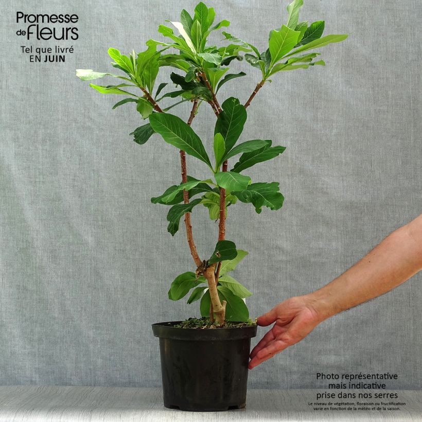 Spécimen de Edgeworthia chrysantha Grandiflora - Buisson à papier Pot de 4L/5L tel que livré en été