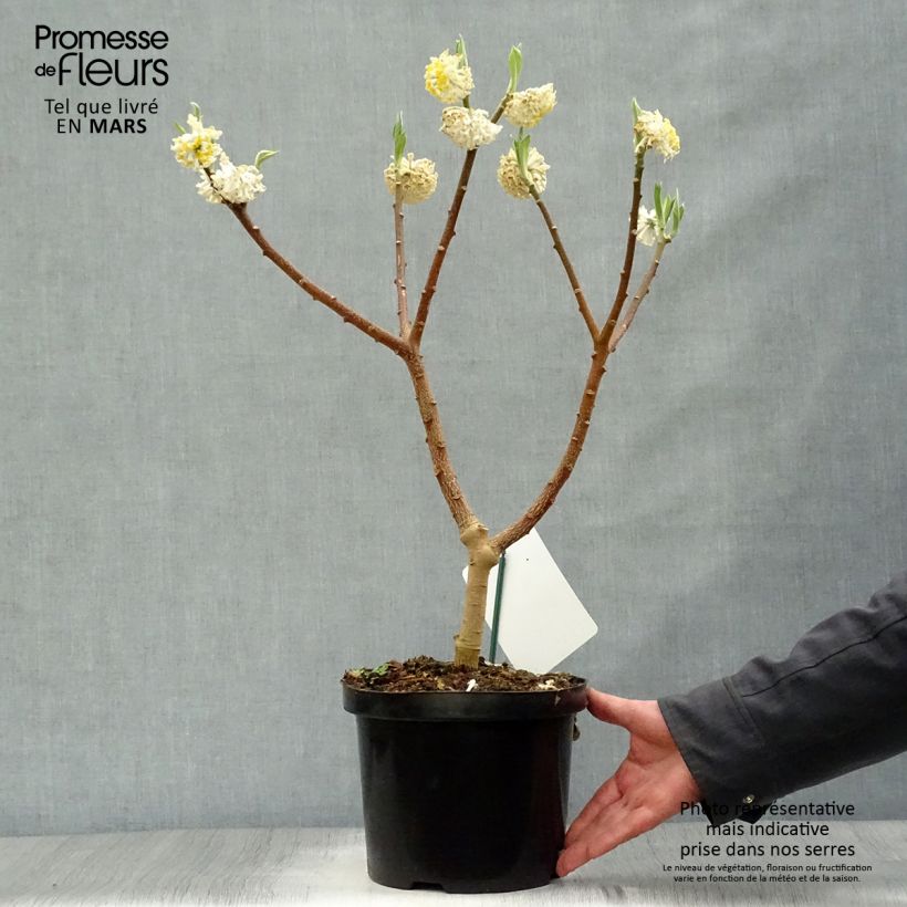 Spécimen de Edgeworthia chrysantha Grandiflora - Buisson à papier tel que livré au printemps