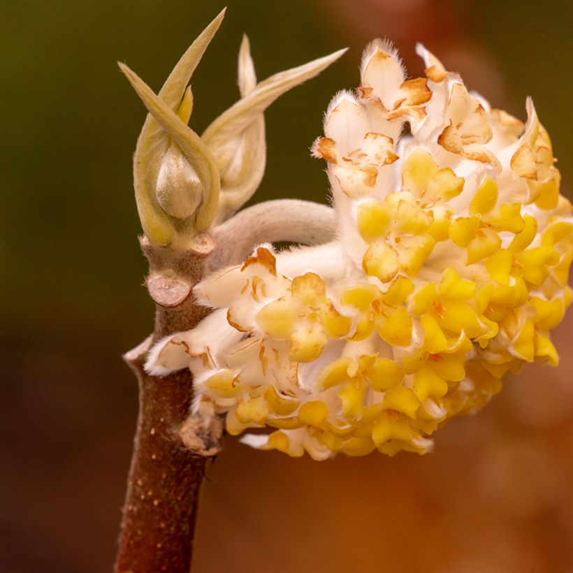 Edgeworthia chrysantha Grandiflora - Buisson à papier (Floraison)