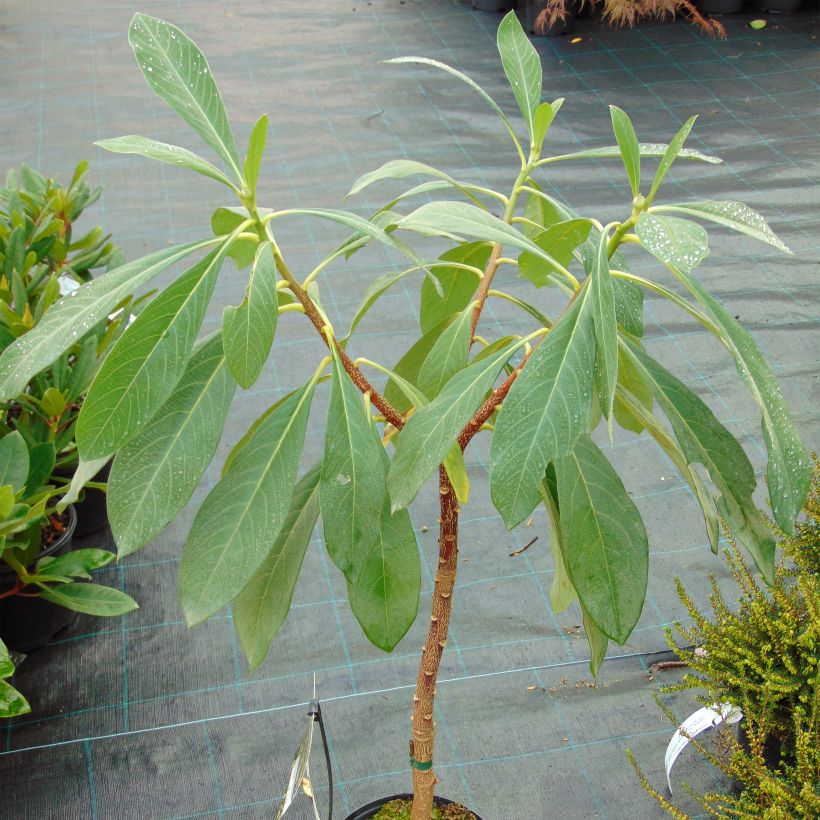 Edgeworthia chrysantha Nanjing Gold - Buisson à papier (Port)