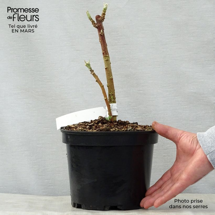 Spécimen de Edgeworthia chrysantha Nanjing Gold - Buisson à papier Pot de 2L/3L tel que livré au printemps