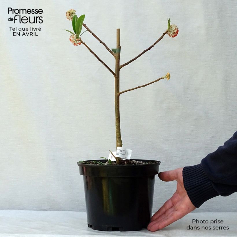 Spécimen de Edgeworthia chrysantha Red Dragon Akebono - Arbre à papier  Pot de 3L/4L tel que livré au printemps