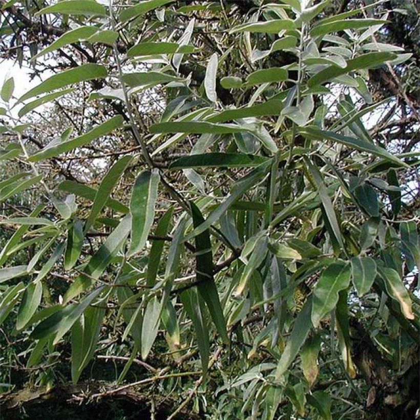 Elaeagnus angustifolia - Olivier de Boheme (Feuillage)