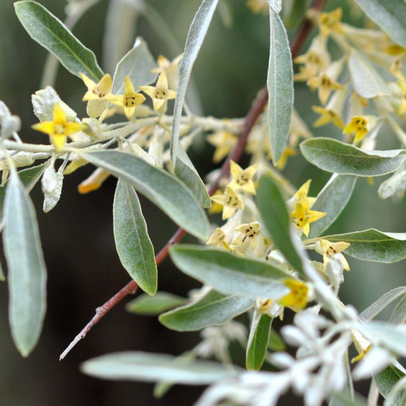 Elaeagnus angustifolia - Olivier de Boheme (Floraison)