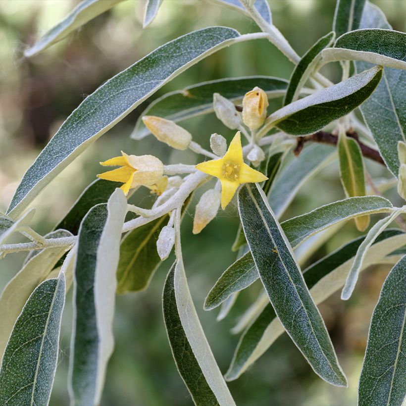 Elaeagnus angustifolia - Olivier de Boheme (Floraison)