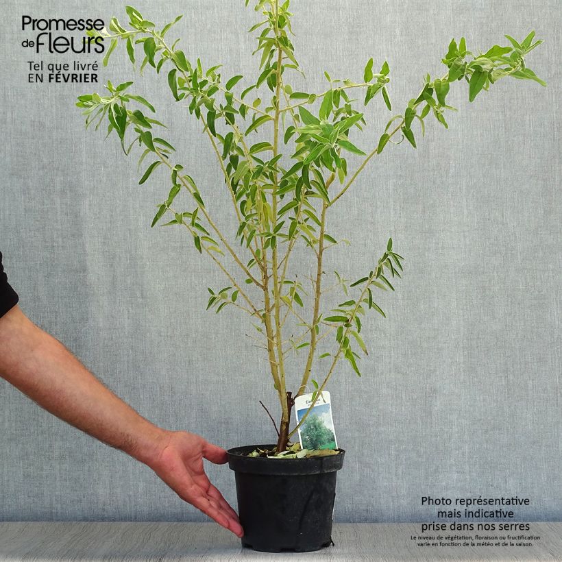 Spécimen de Elaeagnus angustifolia - Olivier de Boheme Pot de 2L/3L tel que livré en automne