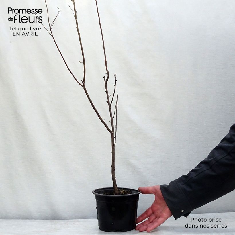 Spécimen de Elaeagnus angustifolia - Olivier de Boheme Pot de 2L/3LHauteur livrée env. 60/80cm tel que livré au printemps