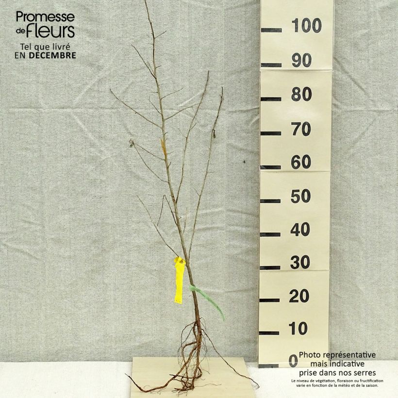 Spécimen de Elaeagnus angustifolia - Olivier de Boheme tel que livré en hiver