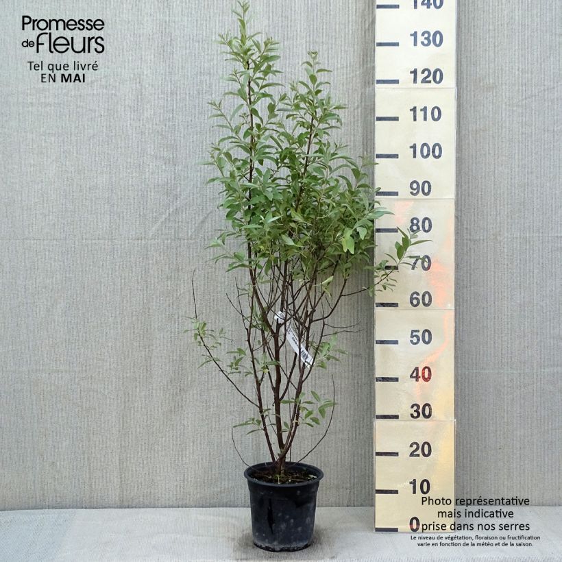 Spécimen de Elaeagnus commutata Zempin - Chalef argenté Pot de 4L/5L tel que livré au printemps