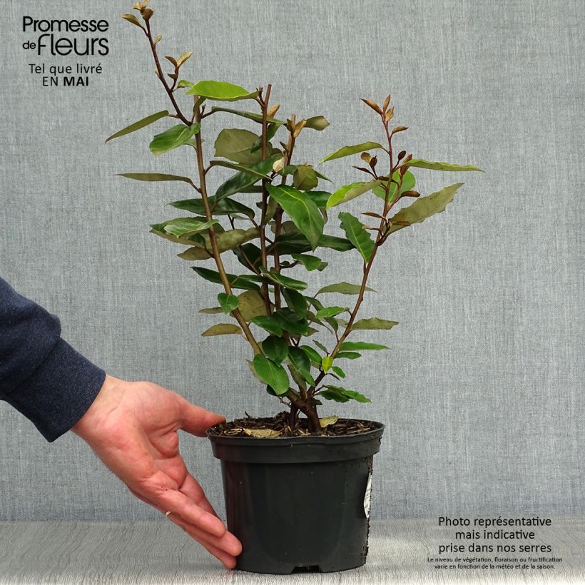 Spécimen de Elaeagnus ebbingei - Chalef de Ebbing 30/40cm en pot de 2L/3L tel que livré au printemps