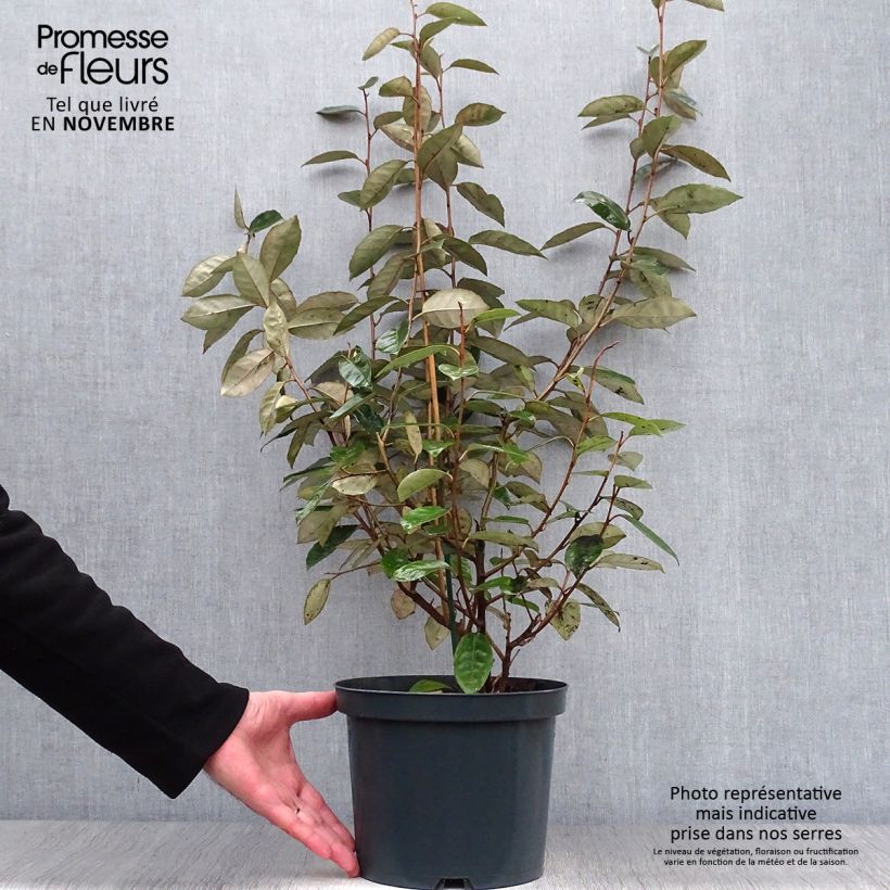 Spécimen de Elaeagnus ebbingei - Chalef de Ebbing Pot de 4L/5L tel que livré en automne