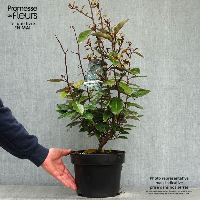 Spécimen de Elaeagnus ebbingei - Chalef de Ebbing 60/80cm en pot de 4/5L tel que livré au printemps