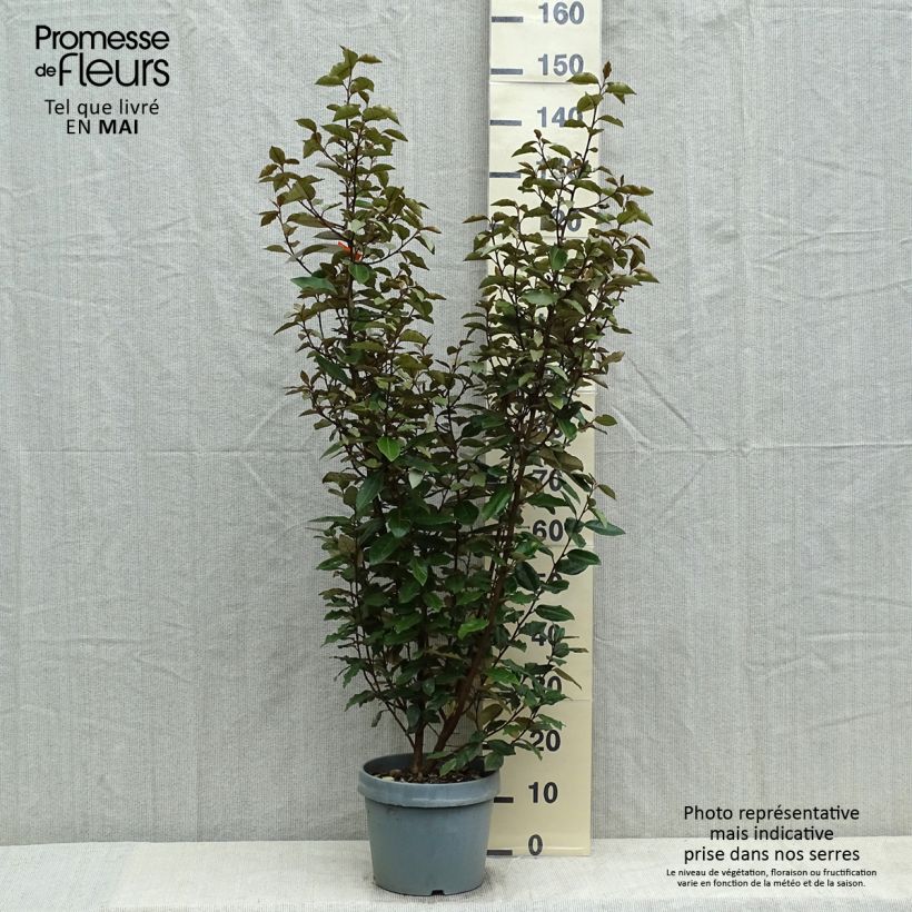 Spécimen de Elaeagnus ebbingei - Chalef de Ebbing en pot de 7.5L 80/100cm tel que livré au printemps