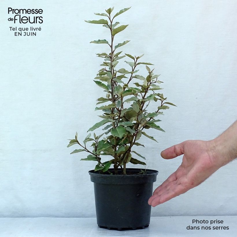 Spécimen de Elaeagnus ebbingei Compacta - Chalef Pot de 2L/3L tel que livré en été