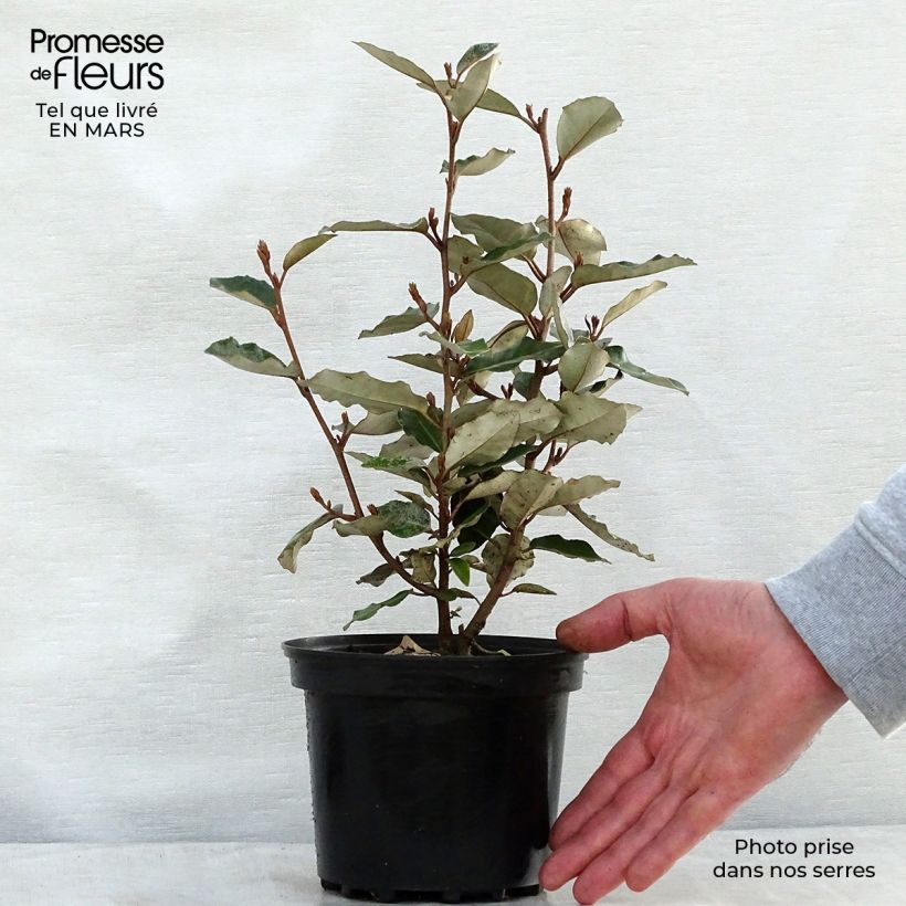 Spécimen de Elaeagnus ebbingei Compacta - Chalef en pot de 2/3L tel que livré au printemps