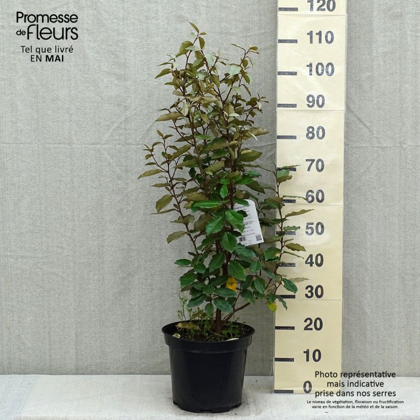 Spécimen de Elaeagnus ebbingei Compacta - Chalef en pot de 7,5L/10L tel que livré au printemps