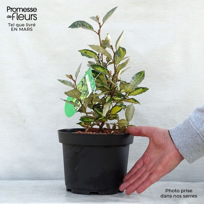 Spécimen de Elaeagnus ebbingei Eleador - Chalef en pot de 3/4L tel que livré au printemps