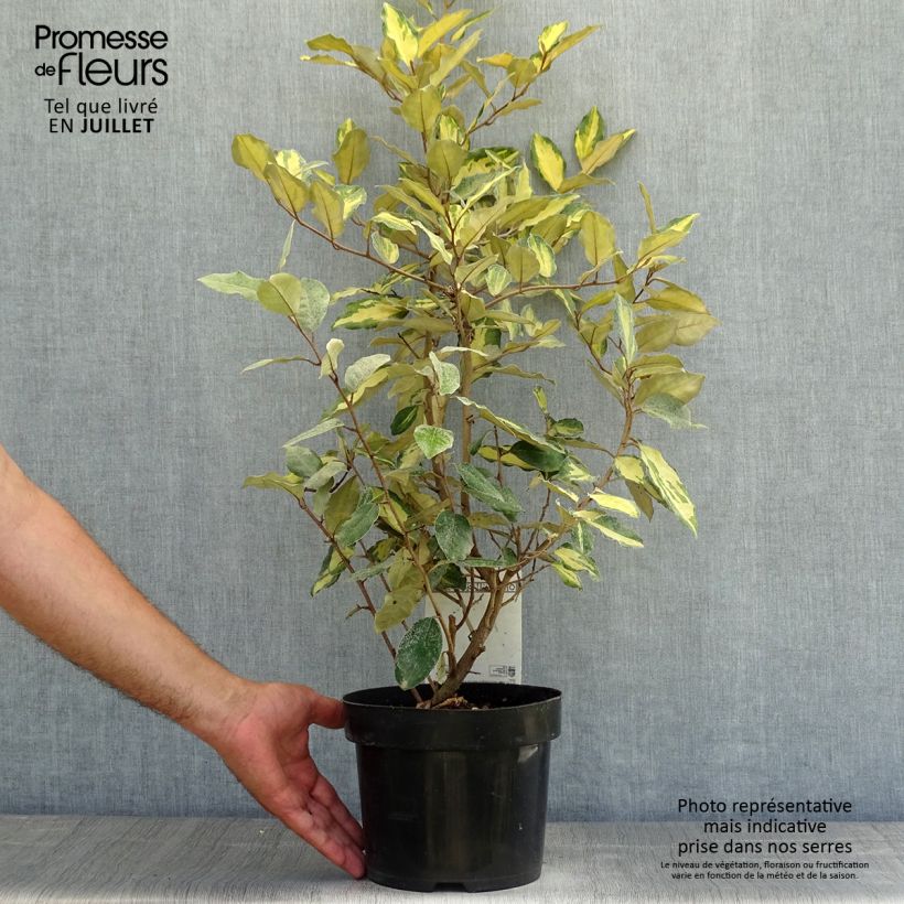 Spécimen de Elaeagnus ebbingei Eleador - Chalef Pot de 3L/4L tel que livré en été