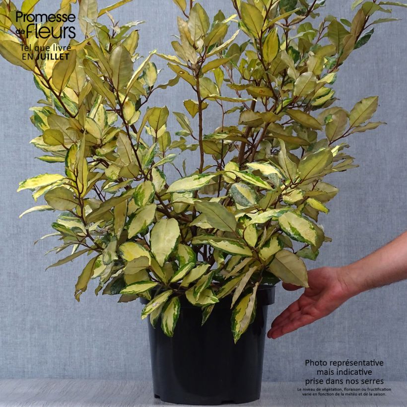 Spécimen de Elaeagnus ebbingei Eleador - Chalef Pot de 7,5L/10L tel que livré en été