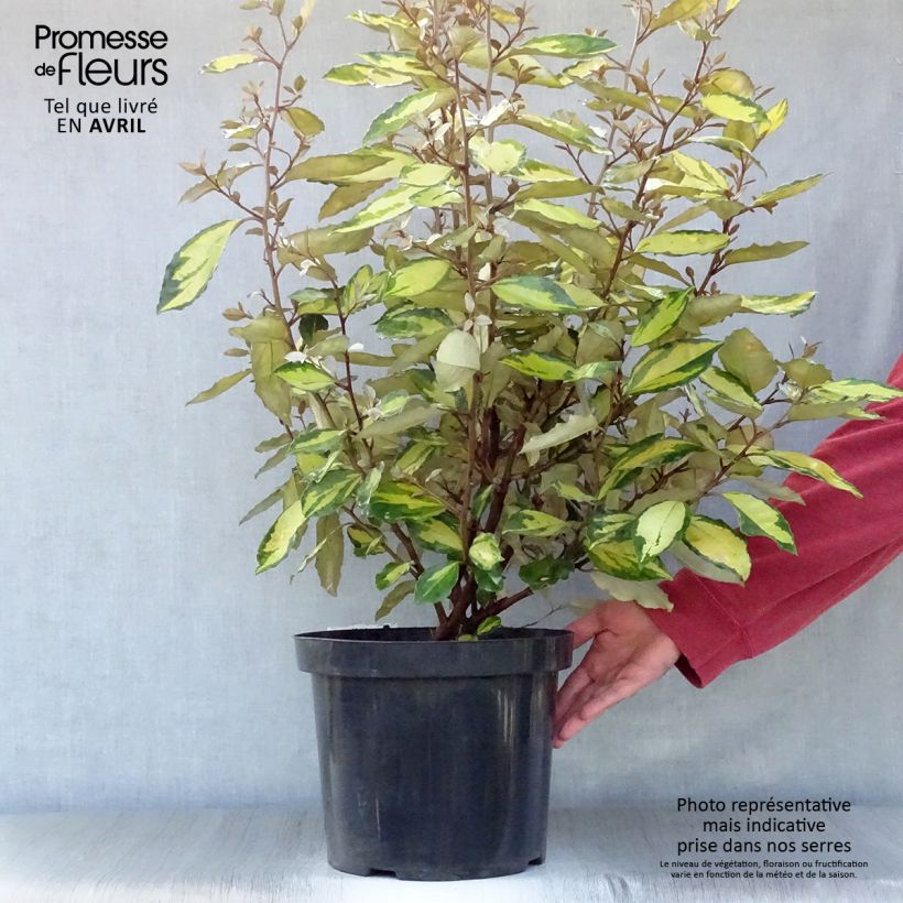 Spécimen de Elaeagnus ebbingei Eleador - Chalef en pot de 7,5L/10L tel que livré au printemps