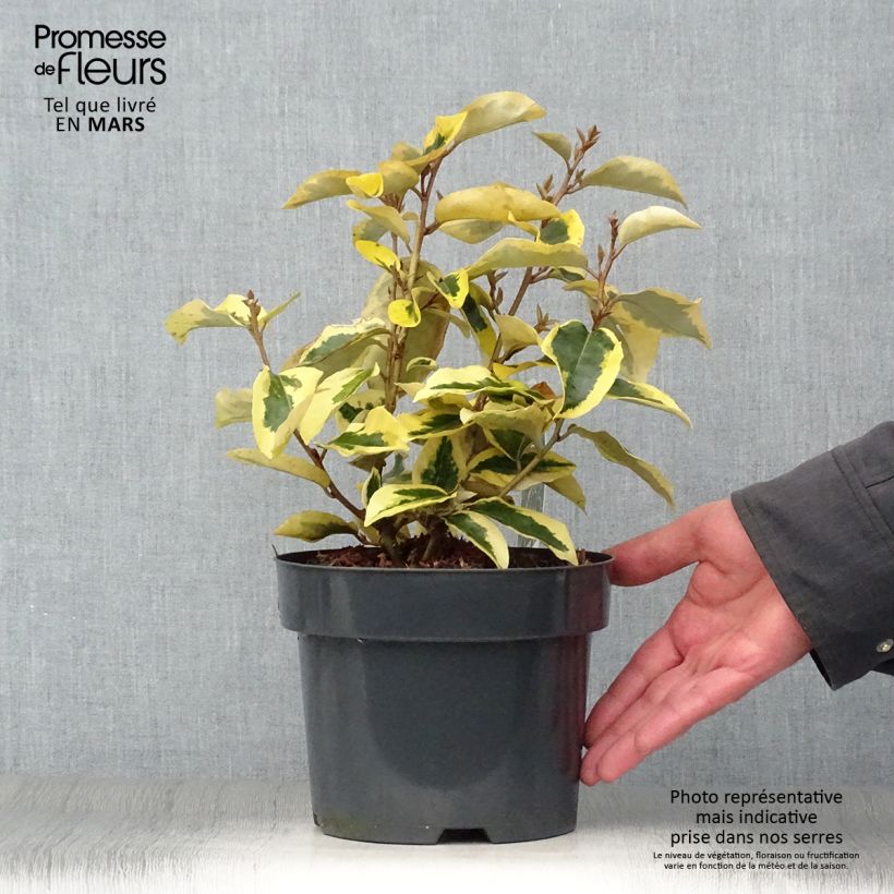 Spécimen de Elaeagnus ebbingei Gilt Edge - Chalef en pot de 2L/3L tel que livré au printemps