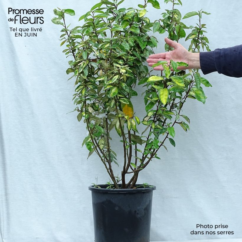 Spécimen de Elaeagnus ebbingei Limelight - Chalef de Ebbing Pot de 7,5L/10L tel que livré en été