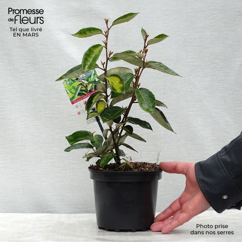 Spécimen de Elaeagnus ebbingei Limelight - Chalef de Ebbing Pot de 2L/3LHauteur livrée env. 40/60cm tel que livré au printemps