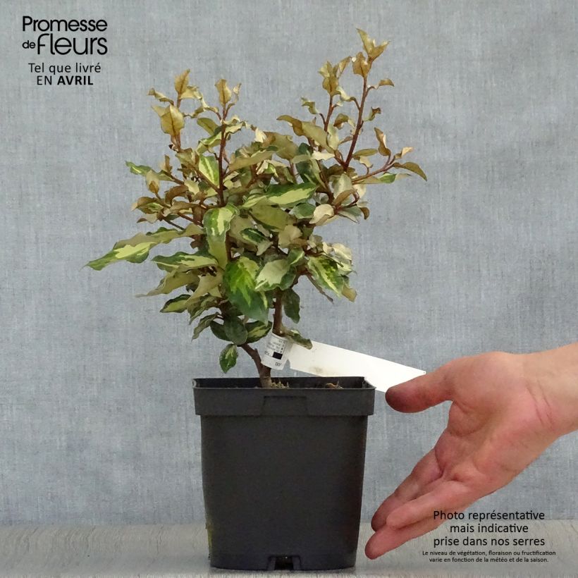 Spécimen de Elaeagnus ebbingei Maryline (abrela) - Chalef panaché Pot de 2L/3L tel que livré au printemps