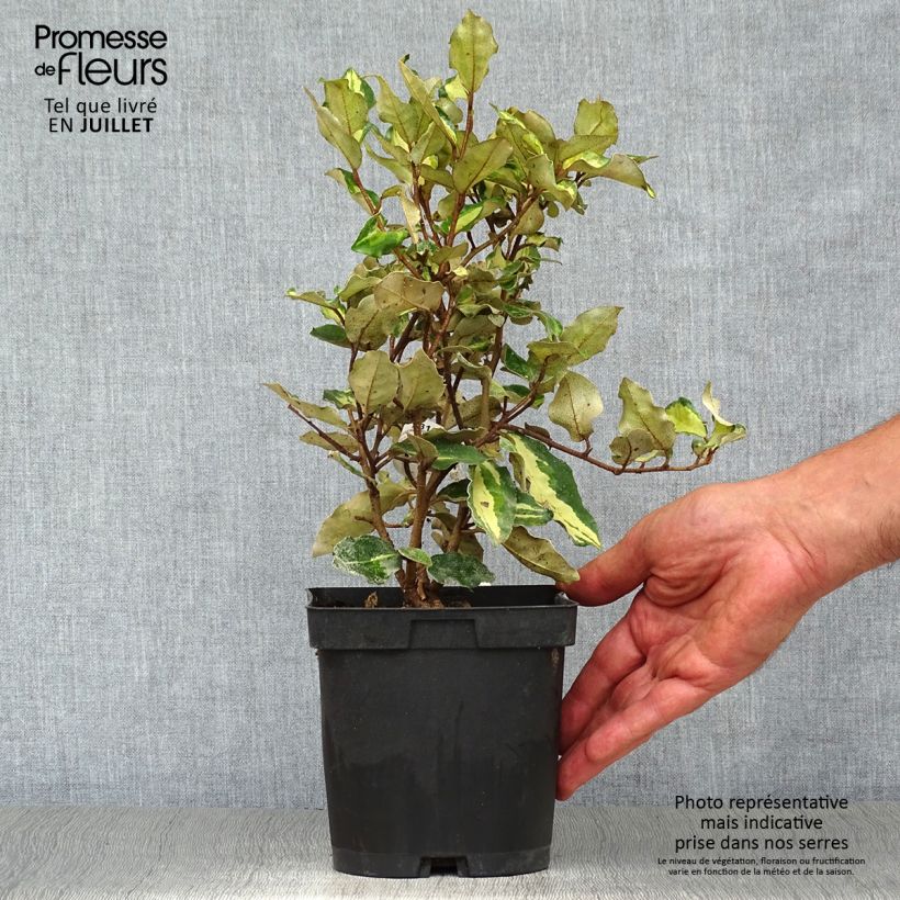 Spécimen de Elaeagnus ebbingei Maryline (abrela) - Chalef panaché Pot de 2L/3L tel que livré en été