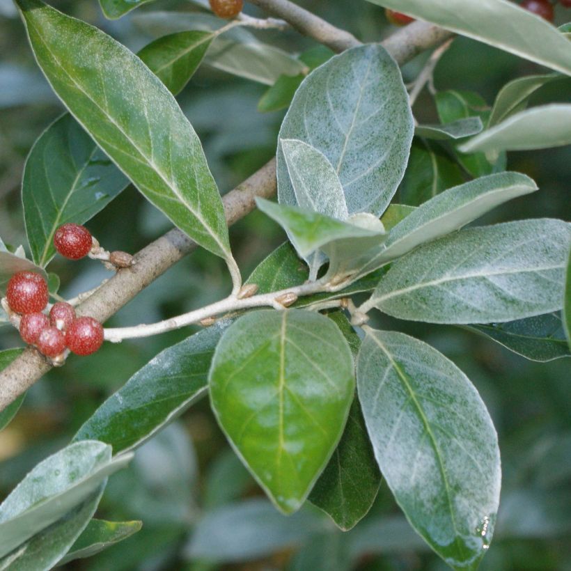 Elaeagnus multiflora - Goumi du Japon (Feuillage)