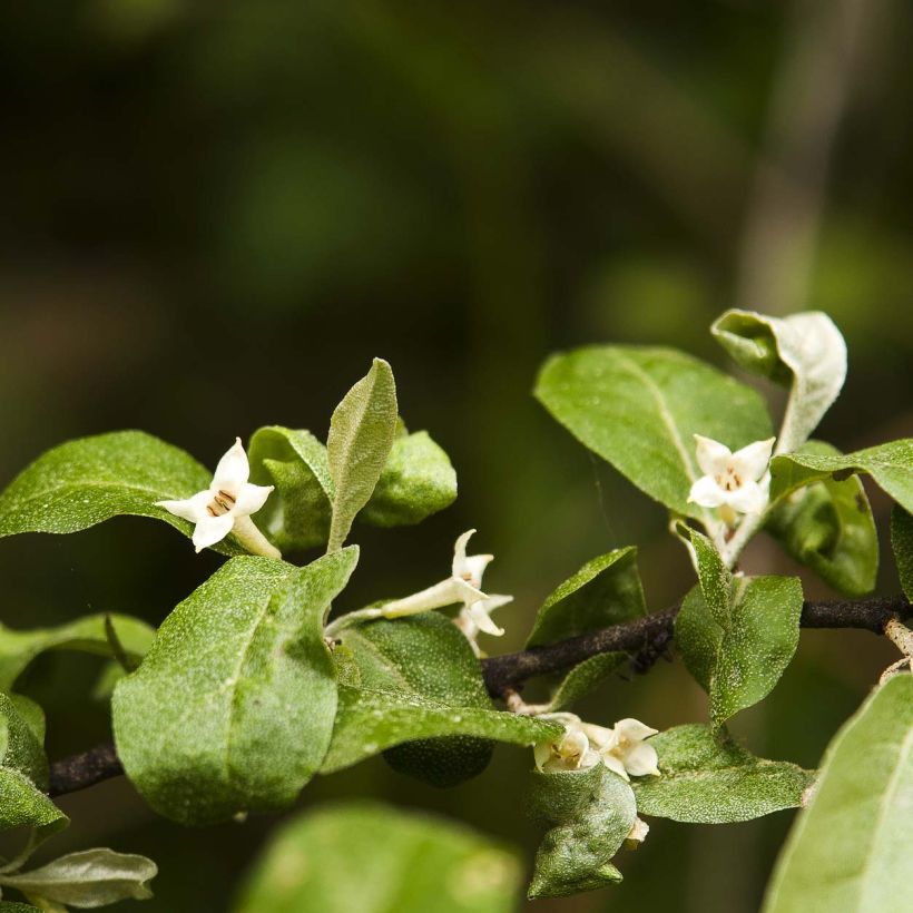 Elaeagnus multiflora - Goumi du Japon (Floraison)