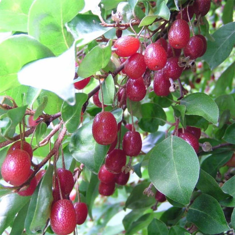 Elaeagnus multiflora - Goumi du Japon (Récolte)