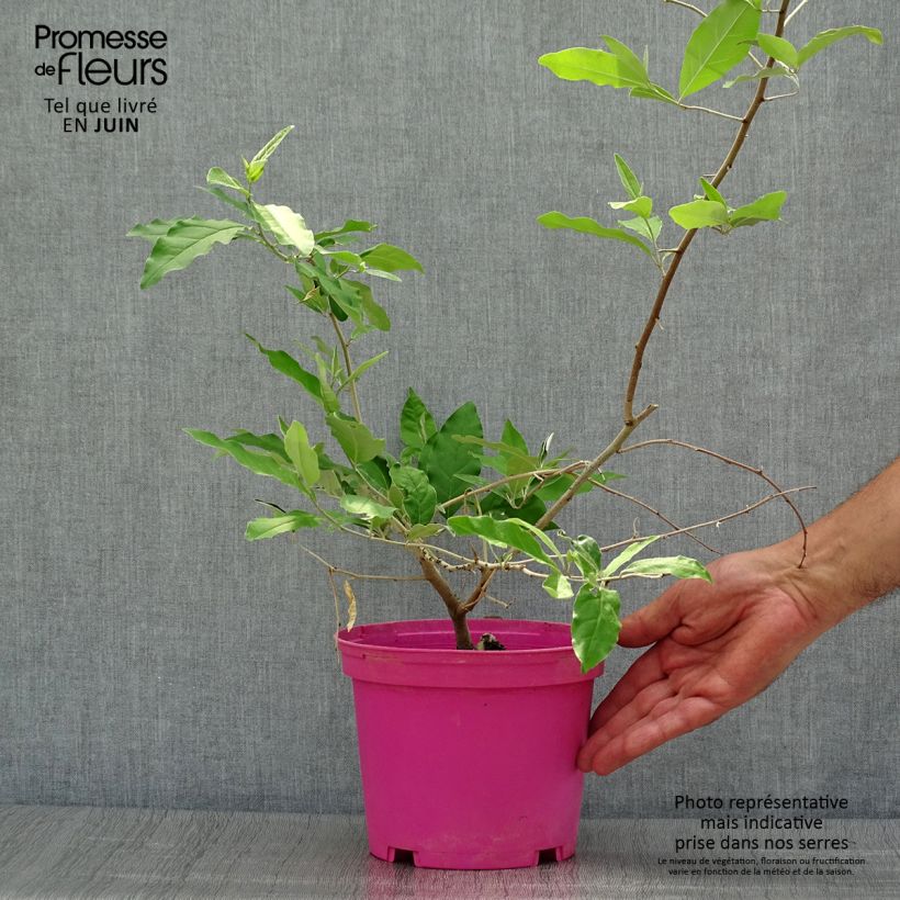 Spécimen de Elaeagnus multiflora - Goumi du Japon Pot de 2L/3L tel que livré en été