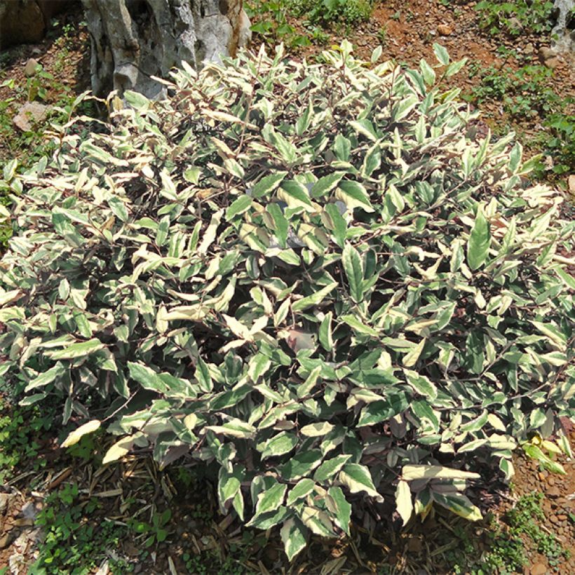 Elaeagnus pungens Hosuba Fukurin - Chalef panaché (Port)