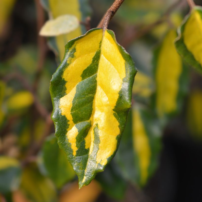 Elaeagnus pungens Maculata - Chalef panaché (Feuillage)