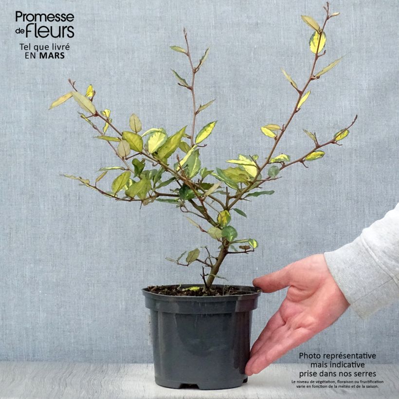 Spécimen de Elaeagnus pungens Maculata - Chalef panaché Pot de 2L/3LHauteur livrée env. 20/30cm tel que livré au printemps