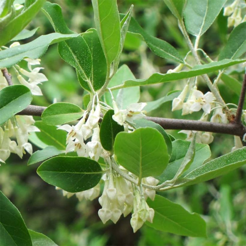 Elaeagnus umbellata - Chalef d'automne (Feuillage)