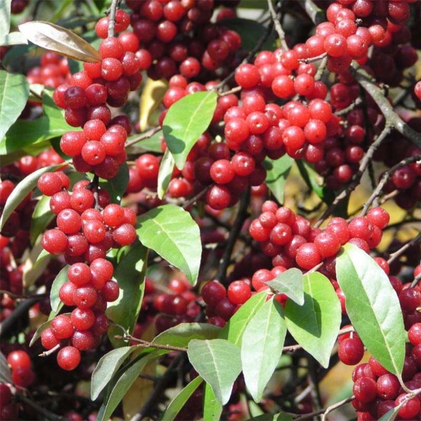 Elaeagnus umbellata - Chalef d'automne (Récolte)