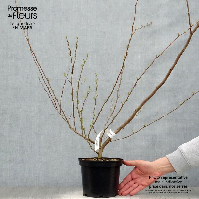 Spécimen de Elaeagnus umbellata Amoroso - Chalef en ombelles Pot de 2L/3LHauteur livrée env. 40/50cm tel que livré au printemps