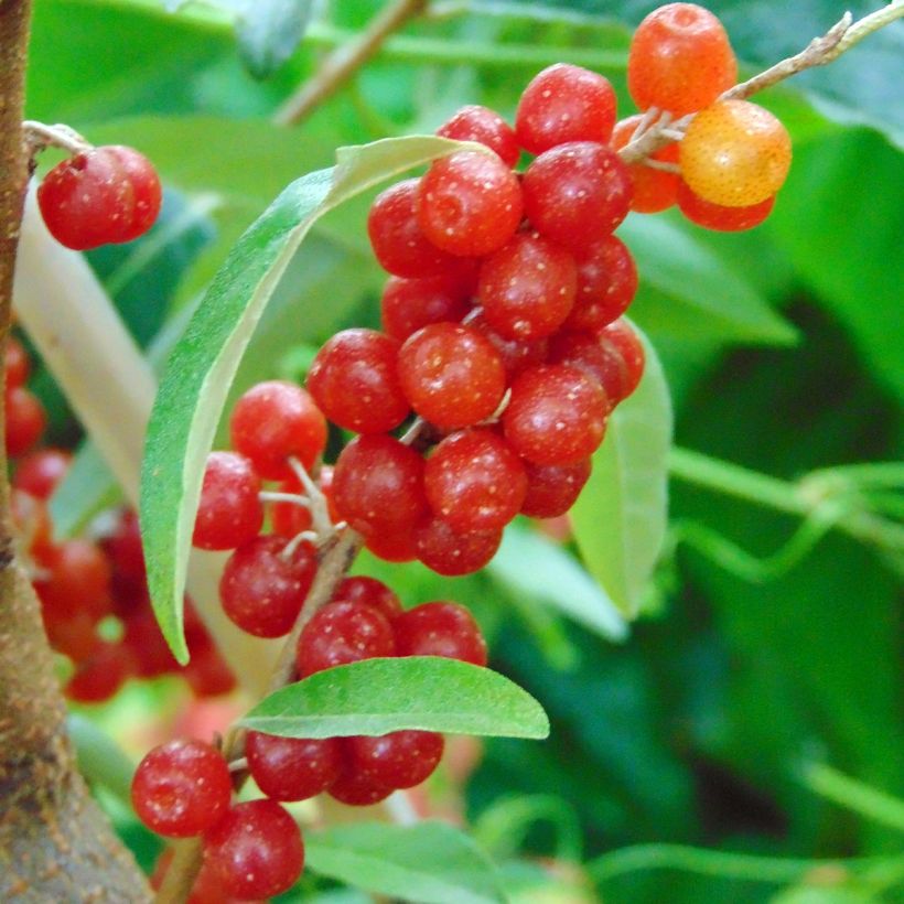 Elaeagnus umbellata Amoroso - Goumi du Japon (Récolte)