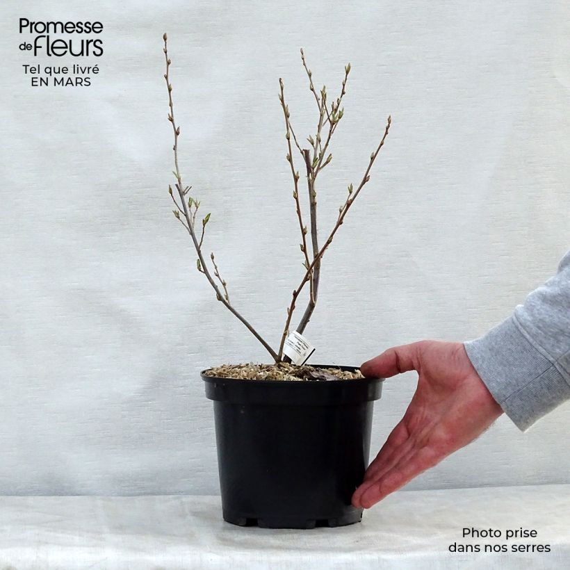 Spécimen de Elaeagnus umbellata - Chalef d'automne 10L tel que livré au printemps