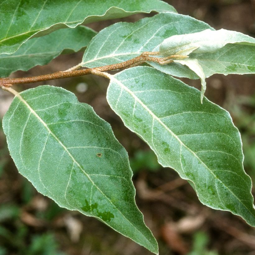 Elaeagnus umbellata - Chalef d'automne (Feuillage)