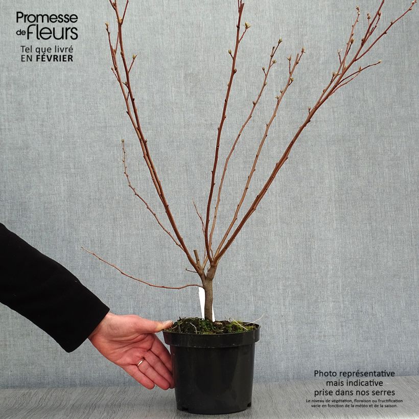 Spécimen de Elaeagnus umbellata - Chalef d'automne Pot de 7,5L/10L tel que livré en hiver